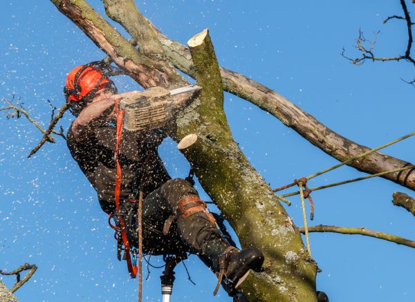 Tree Trimming Service in Lithonia