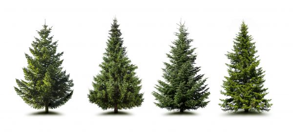 Cost of Pine Tree Trimming in Lithonia