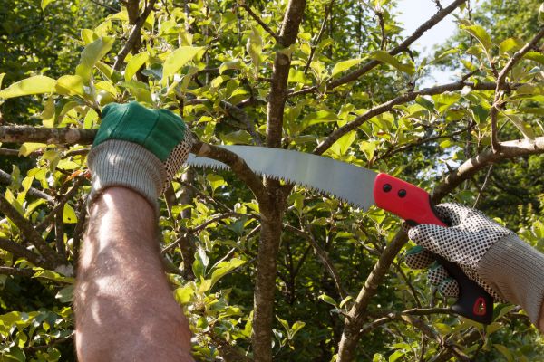 Apple Tree Trimming in Lithonia