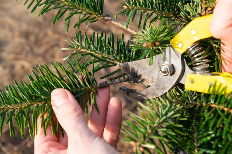 Pine Tree Pruning