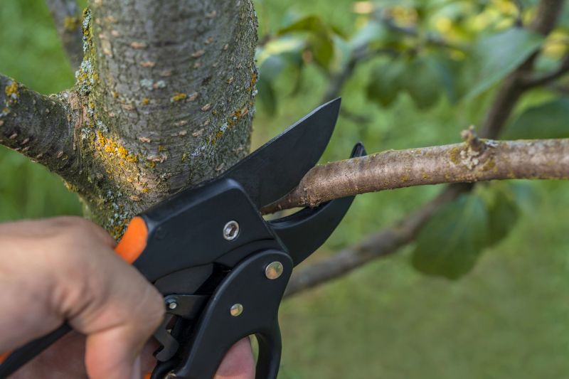 The Importance Of Regular Tree Trimming For Property Safety