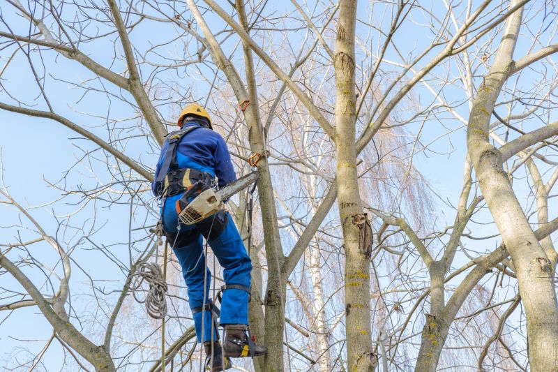 Tree Canopy Thinning