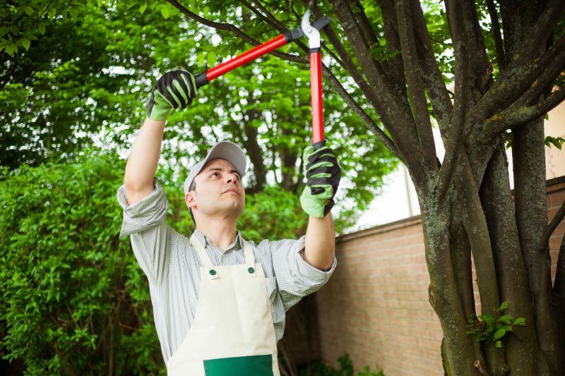 Tree Trimming in Summer